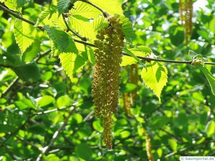 yellow birch (Betula alleghaniensis) flower catkins