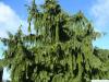 alaska cyprus (Chamaecyparis nootkatensis 'Pendula') tree