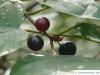 alder buckthorn (Rhamnus frangula) fruits