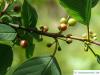 alder buckthorn (Rhamnus frangula) young fruits