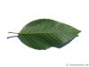 Alnus firma leaf underside