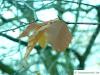 american beech (Fagus grandiflora) autumn colouring