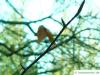 american beech (Fagus grandiflora) buds in winter