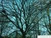 american beech (Fagus grandiflora) tree crown in winter