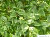 american beech (Fagus grandiflora) leaves