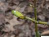 american bladdernut (Staphylea trifolia) bud in april