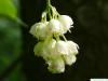 american bladdernut (Staphylea trifolia) flower