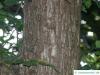 american elm (Ulmus americana) trunk / bark