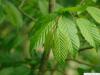 american hornbeam (Carpinus caroliniana) leaves
