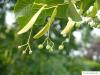 american Lime (Tilia americana) fruit