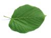 large leaved american lime(Tilia americacna 'Nova') leaf underside