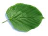 large leaved american lime(Tilia americacna 'Nova') leaf