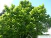 large leaved american lime(Tilia americacna 'Nova') tree in summer