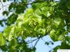 american Lime (Tilia americana) foliage