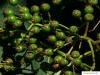 american mountain ash (Sorbus americana) fruits