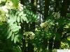 american mountain ash (Sorbus americana) leaves