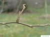 american snowbell (Styrax americanus) branch in Winter