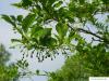 american snowbell (Styrax americanus) fruit