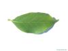 american snowbell (Styrax americanus) leaf