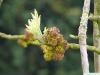 arizona ash (Fraxinus velutina) budding