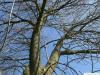 arizona ash (Fraxinus velutina) crown winter