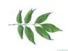 arizona ash (Fraxinus velutina) leaf underside