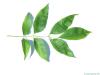 arizona ash (Fraxinus velutina) leaf
