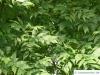 arizona ash (Fraxinus velutina) leaves in summer