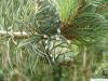 arolla  pine (Pinus cembra) young cone