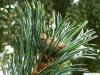 arolla  pine (Pinus cembra) flower