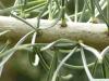arolla  pine (Pinus cembra) needle base