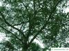 australian blackwood (Acacia melanoxylon) crown of an older tree