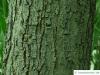 australian blackwood (Acacia melanoxylon) trunk / bark old tree
