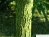 australian blackwood (Acacia melanoxylon) trunk / bark young tree