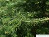 balsam fir (Abies balsamea) branches