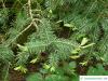balsam fir (Abies balsamea) sprouting branch