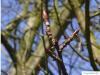 balsam poplar (Populus balsamifera) axial-buds