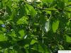 balsam poplar (Populus balsamifera) fruits