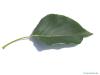 balsam poplar (Populus balsamifera) leaf