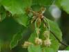beech (Fagus sylvatica) flower m f