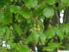 beech (Fagus sylvatica) flowers