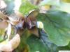 beech (Fagus sylvatica) fruit in open capsule
