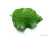 beech (Fagus sylvatica) leaf