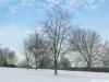 beech (Fagus sylvatica) tree