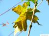 big leaf maple (Acer macrophyllum) autumn colors