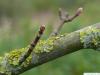 big leaf maple (Acer macrophyllum) axial buds