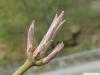 big leaf maple (Acer macrophyllum) April buds