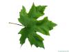 big leaf maple (Acer macrophyllum) leaf