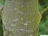 big leaf maple (Acer macrophyllum) trunk 