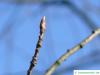 bitter berry (Prunus virginiana) buds in winter